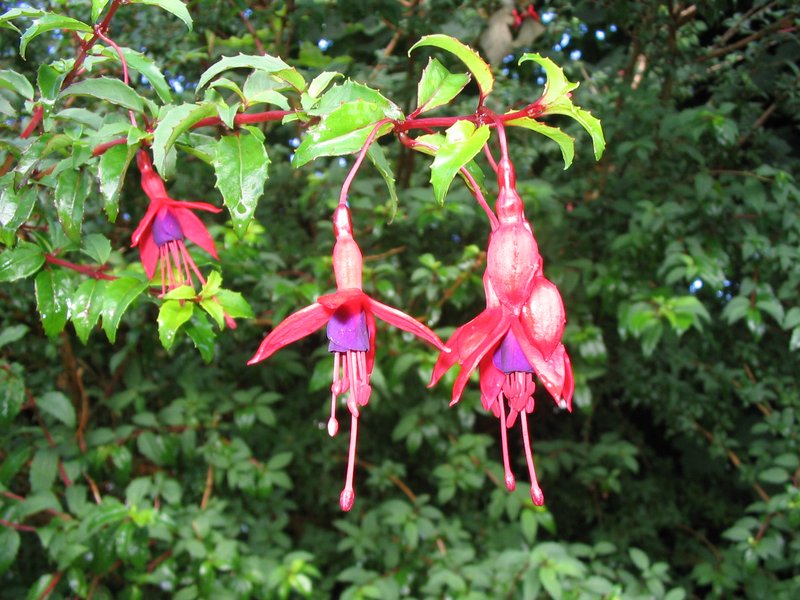 Hardy Fuchsia photo 6