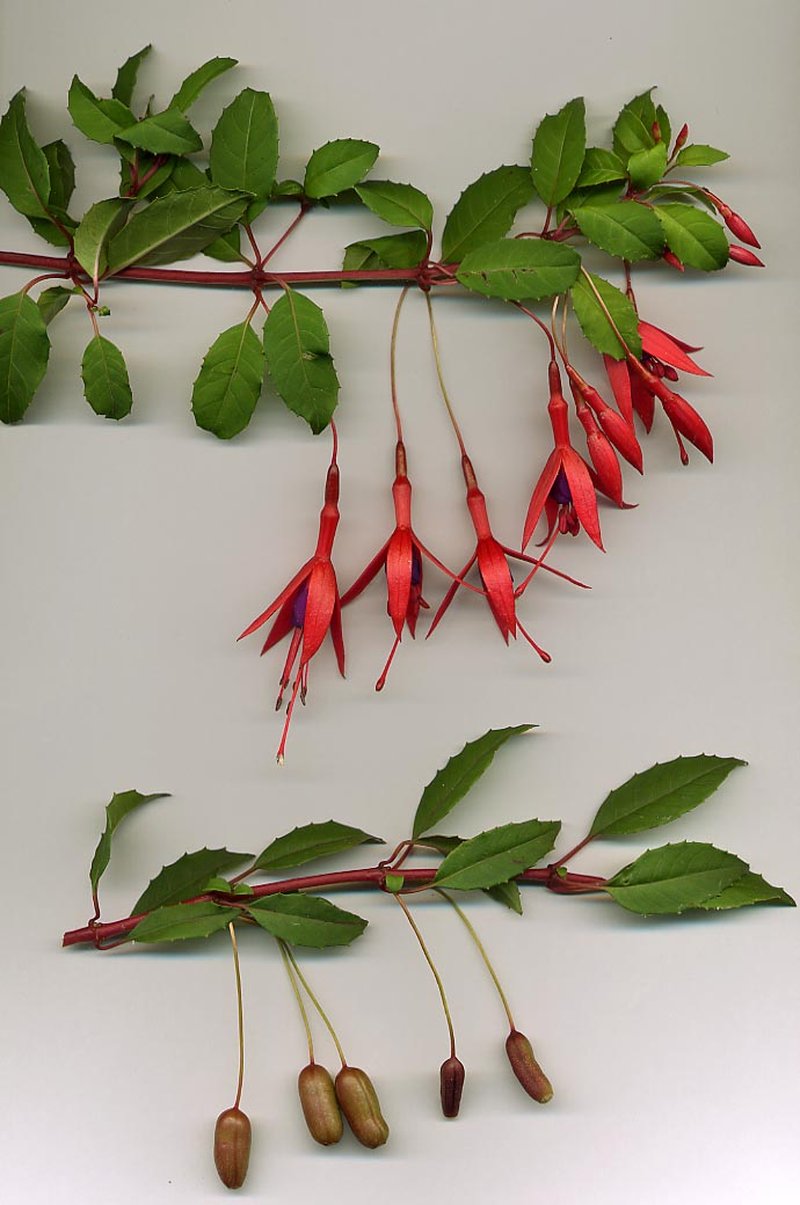 Hardy Fuchsia