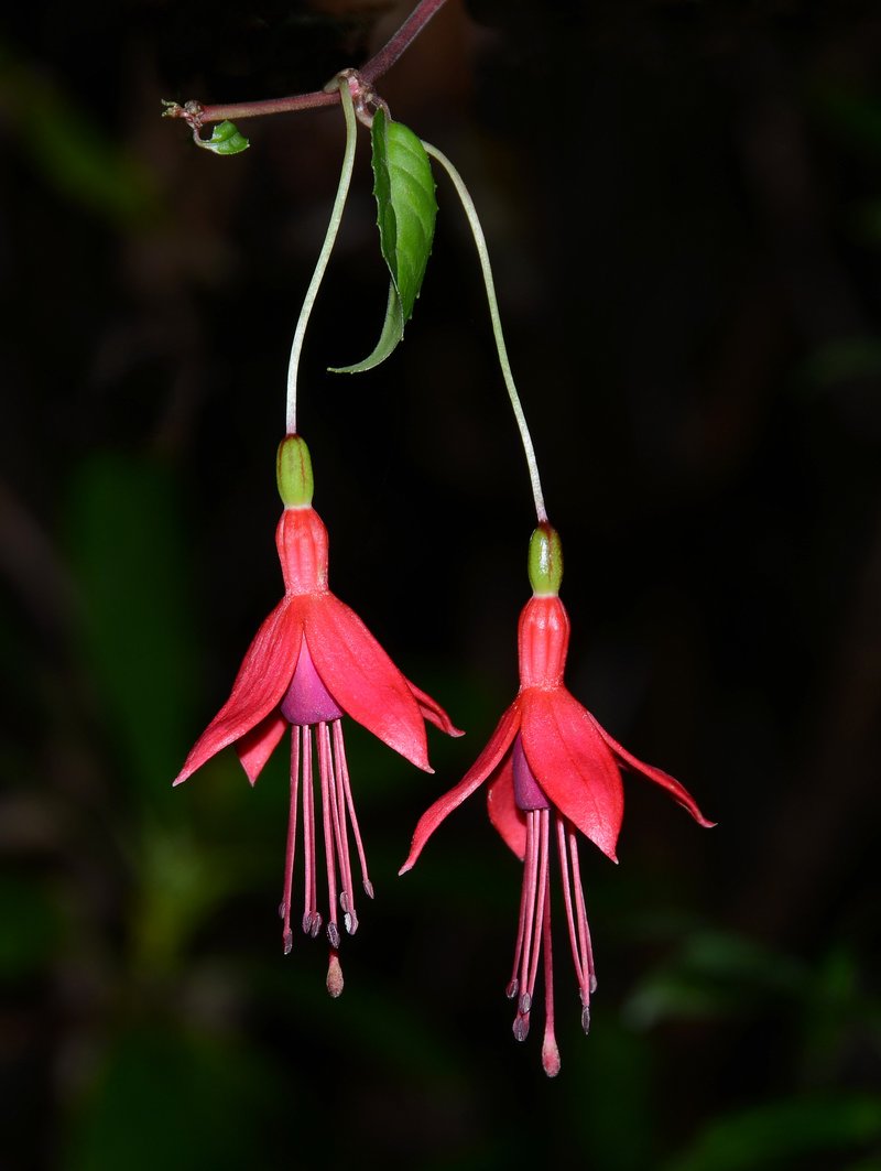 Hardy Fuchsia photo 7