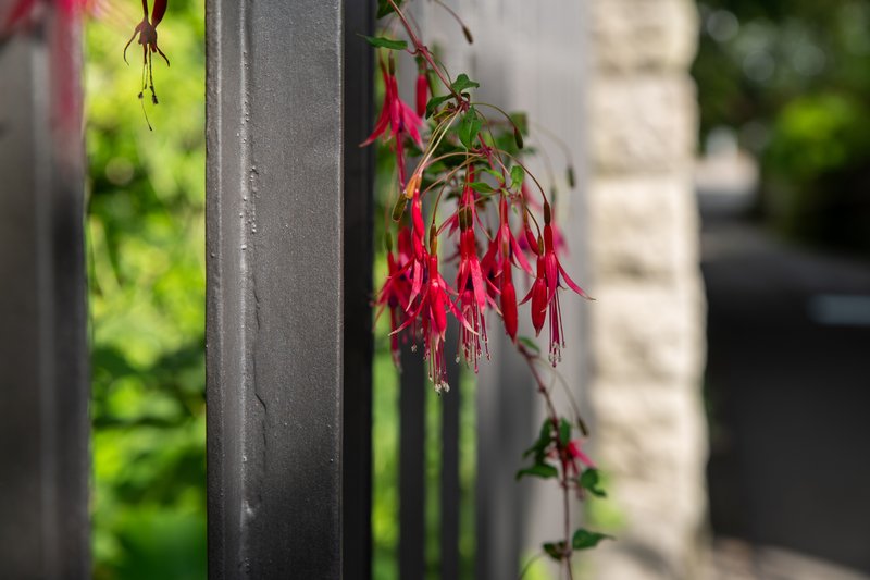 Hardy Fuchsia photo 8