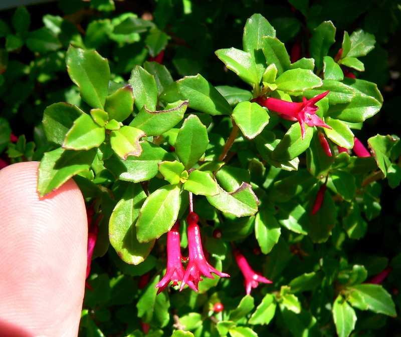 Fuchsia microphylla subsp. microphylla