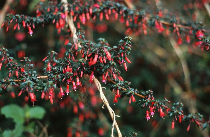 Fuchsia microphylla subsp. microphylla photo 2