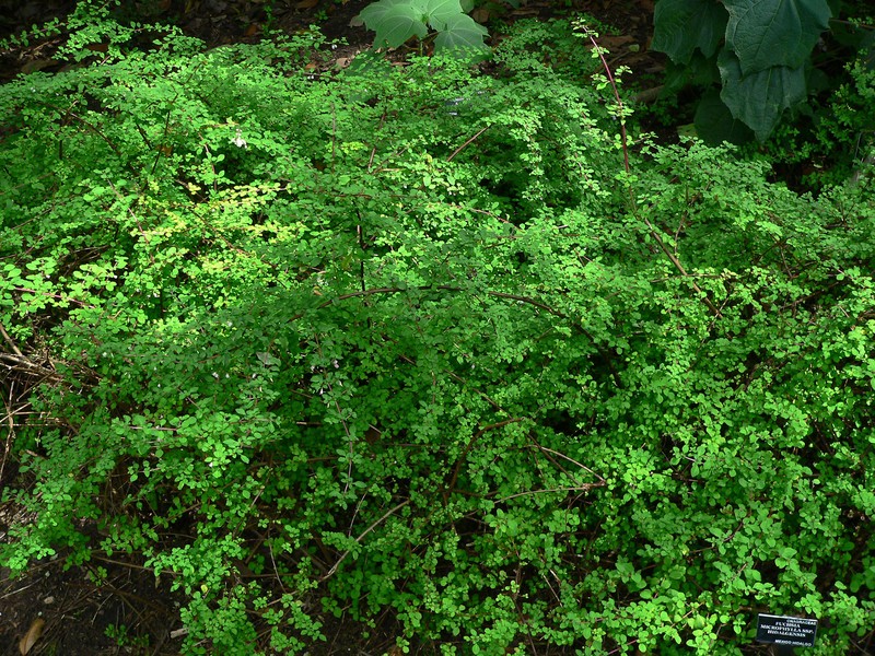 Fuchsia microphylla subsp. microphylla photo 3