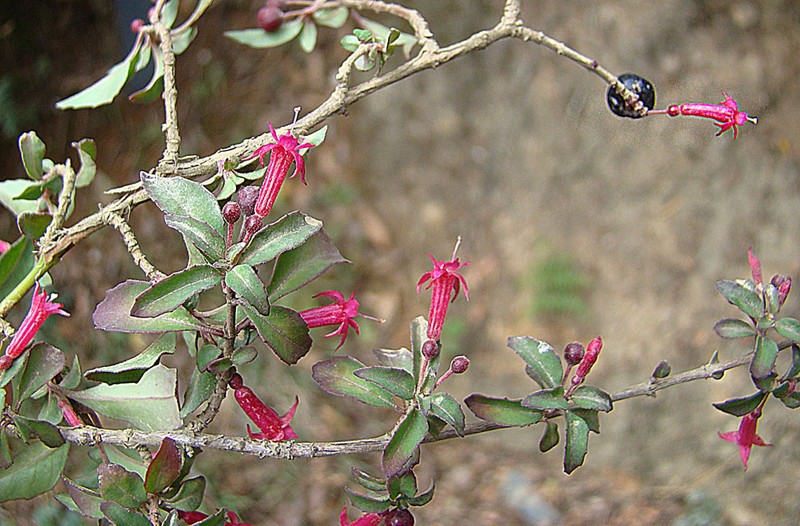 Fuchsia microphylla subsp. microphylla photo 4