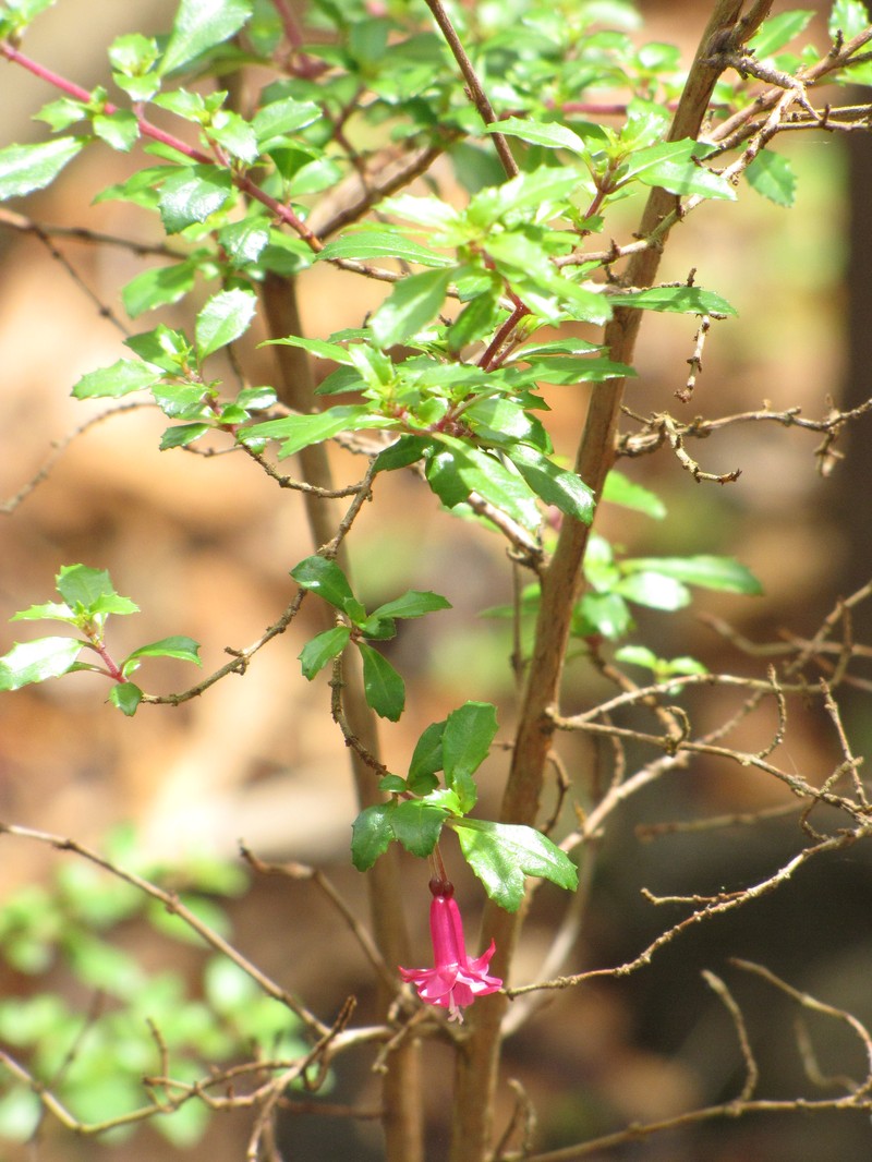 Fuchsia microphylla subsp. microphylla photo 5