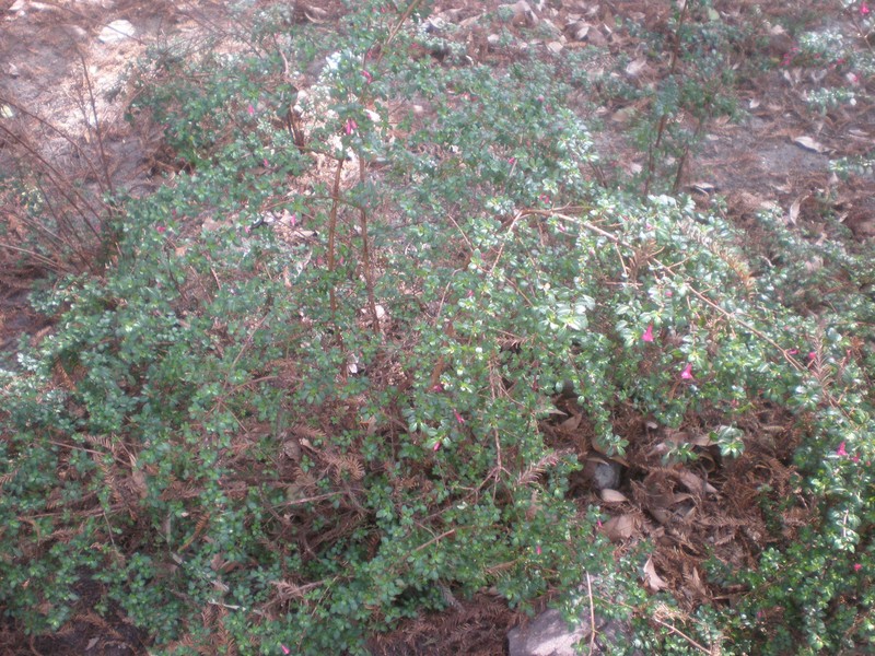 Fuchsia microphylla subsp. microphylla photo 6