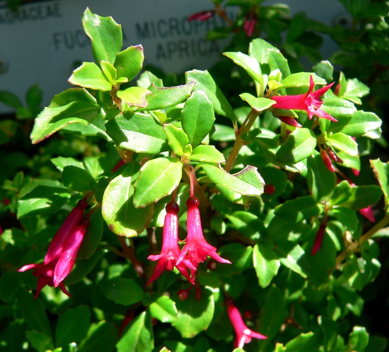 Fuchsia microphylla subsp. microphylla photo 7