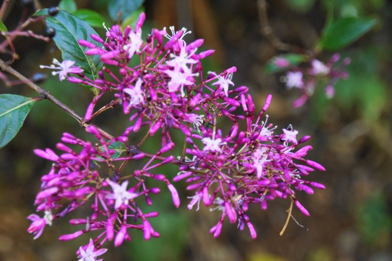 Shrubby Fuchsia photo 5