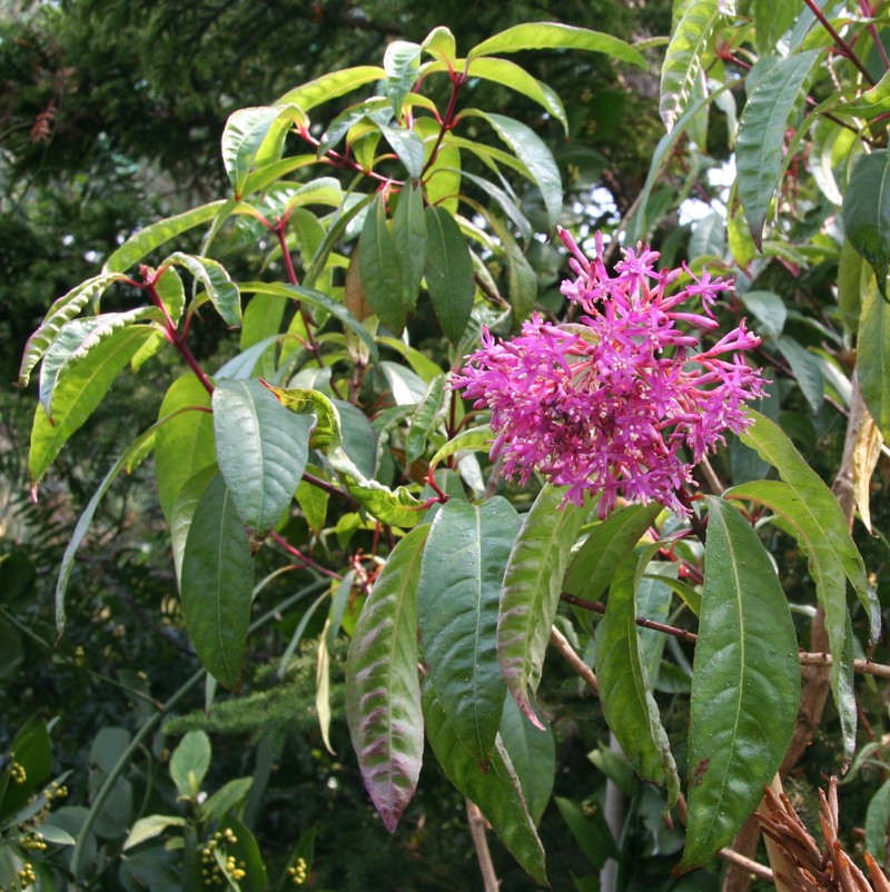 Shrubby Fuchsia photo 2