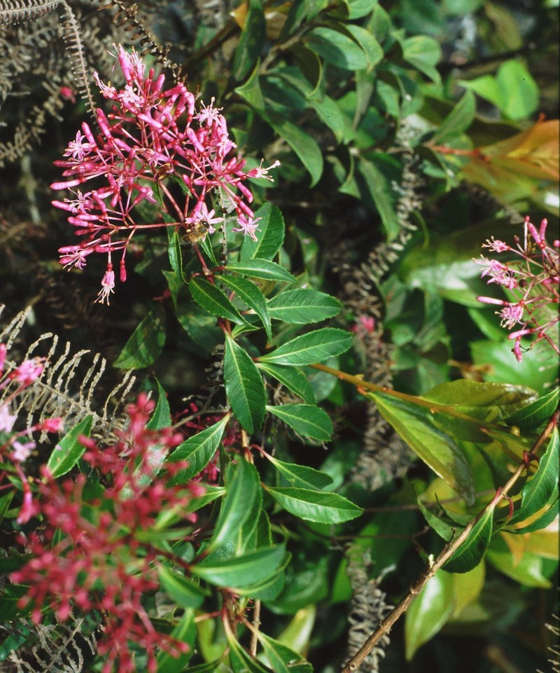 Shrubby Fuchsia photo 3