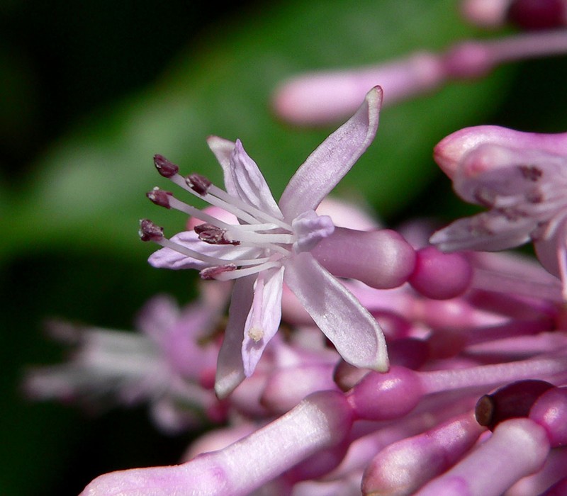 Shrubby Fuchsia photo 4
