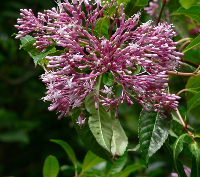 Shrubby Fuchsia