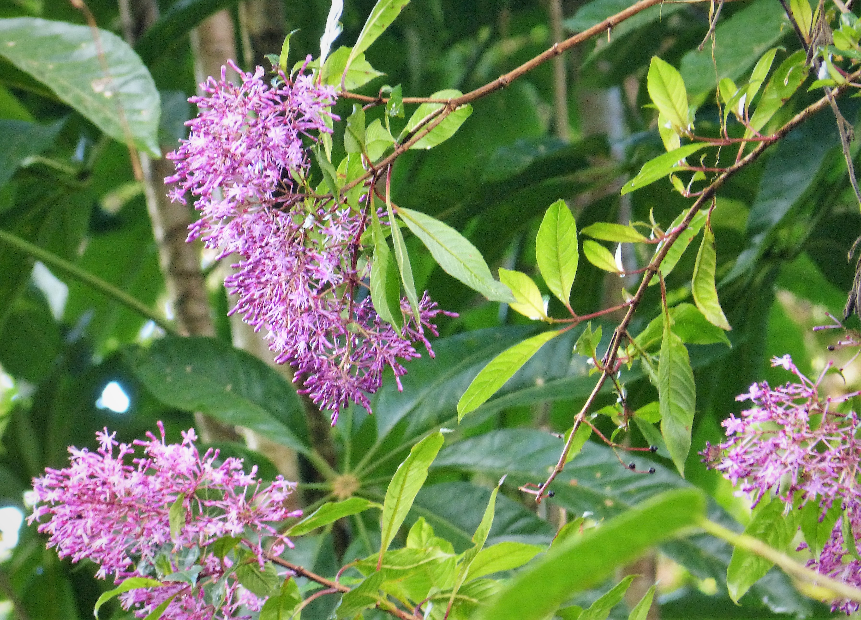 Shrubby Fuchsia photo 6