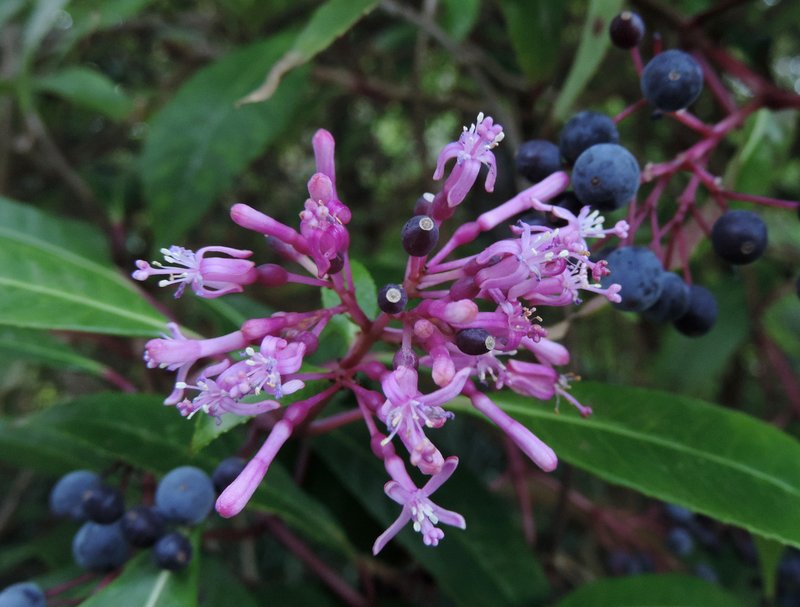 Shrubby Fuchsia photo 7