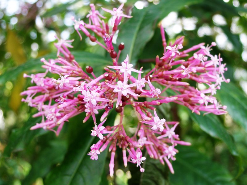 Shrubby Fuchsia photo 8