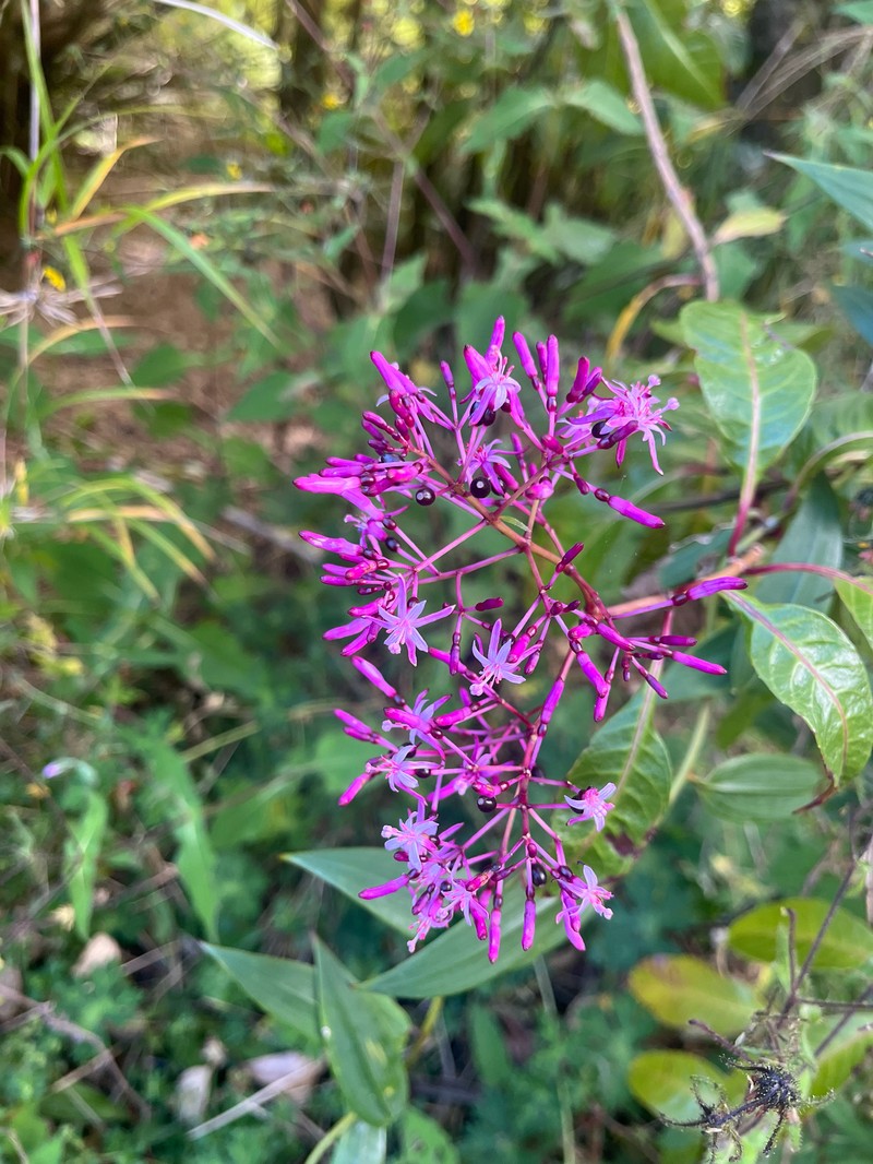 Fuchsia paniculata subsp. paniculata