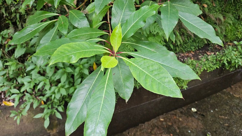 Fuchsia paniculata subsp. paniculata photo 2