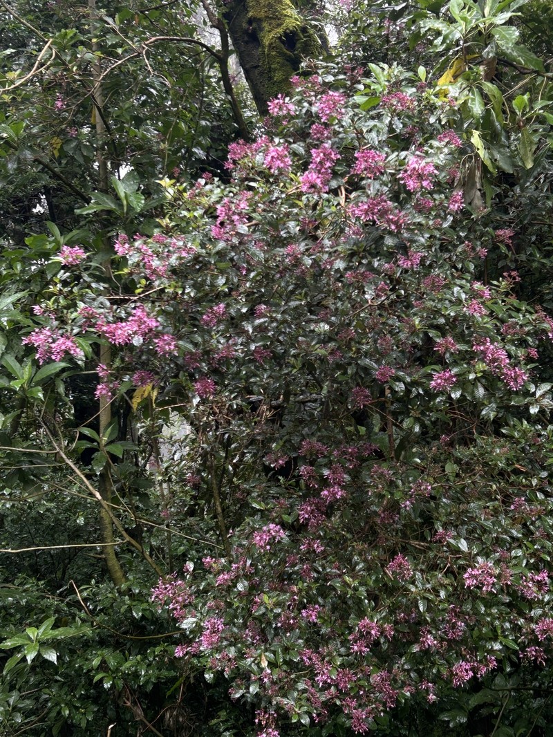 Fuchsia paniculata subsp. paniculata photo 3