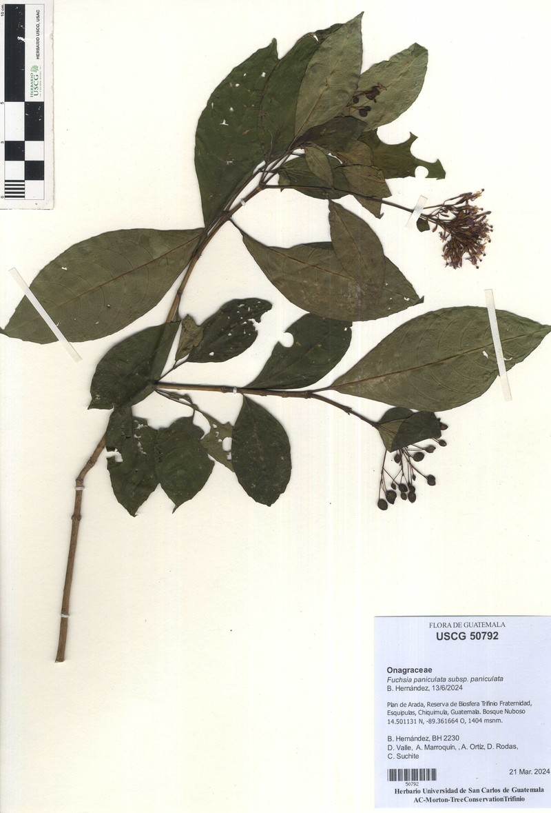 Fuchsia paniculata subsp. paniculata photo 4