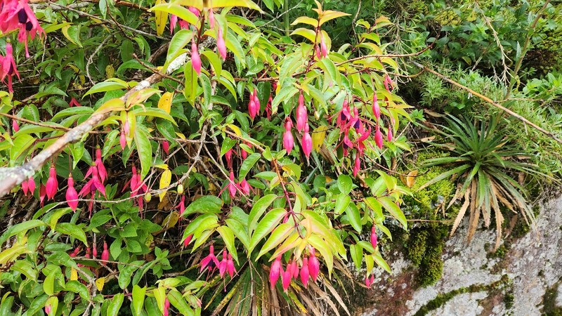 Fuchsia regia subsp. regia