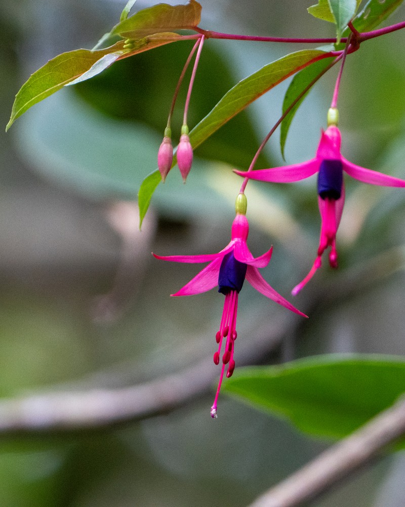 Fuchsia regia subsp. regia photo 2