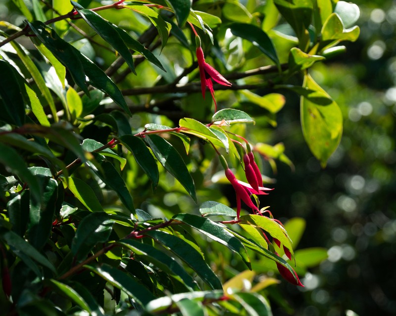 Fuchsia regia subsp. regia photo 3