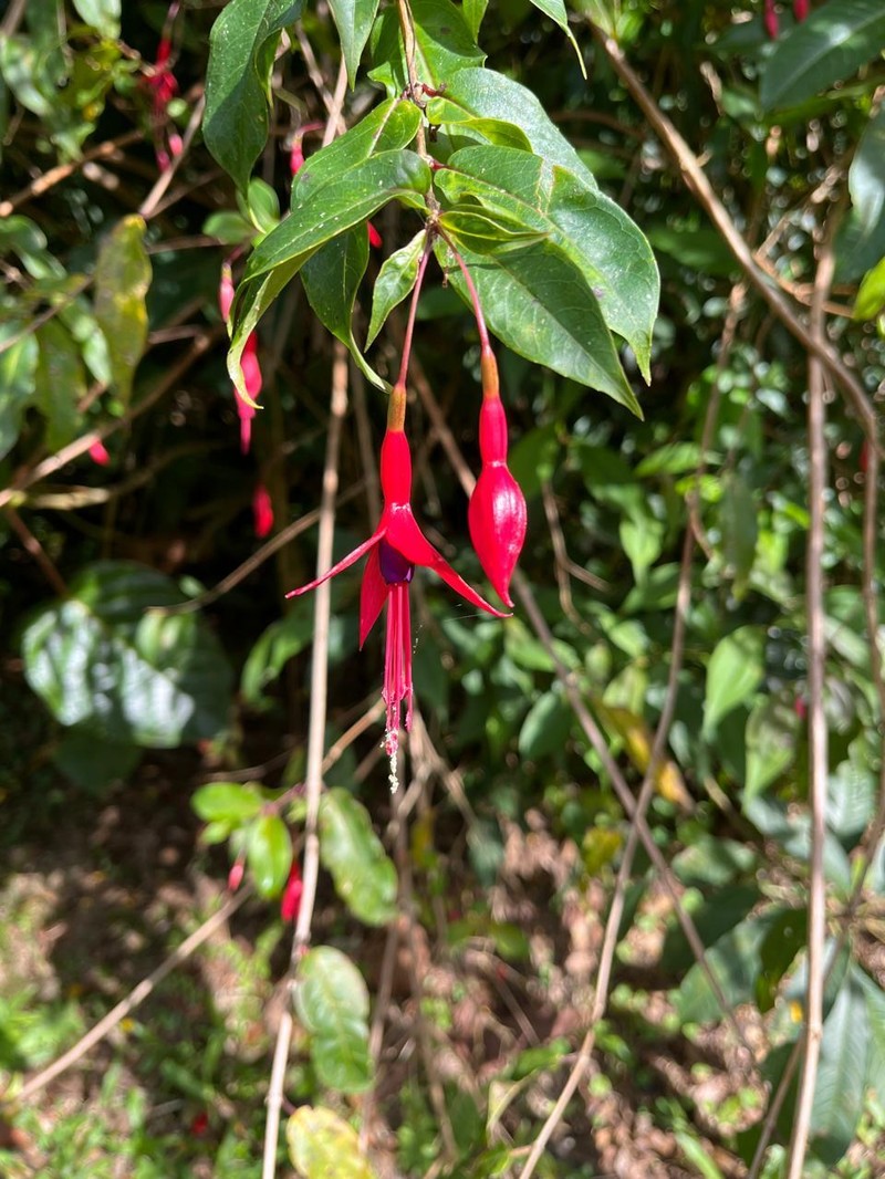 Fuchsia regia subsp. regia photo 4