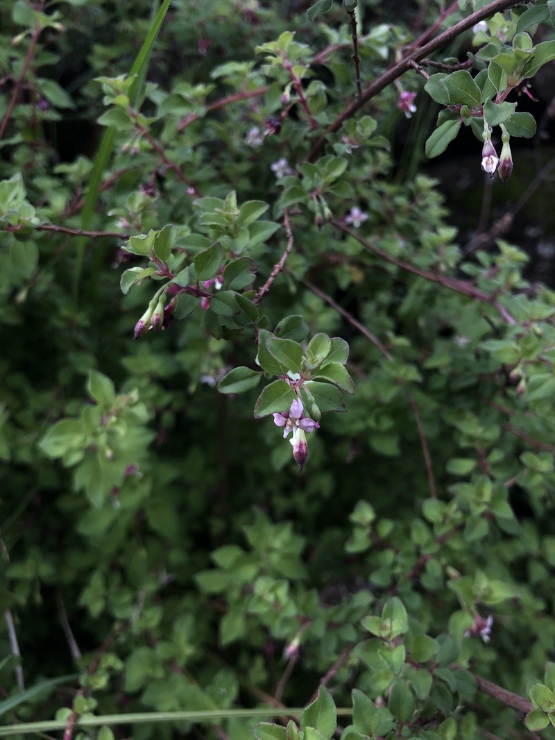 Fuchsia thymifolia subsp. thymifolia