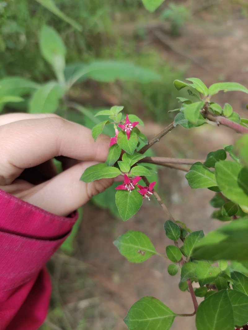 Fuchsia thymifolia subsp. thymifolia photo 2