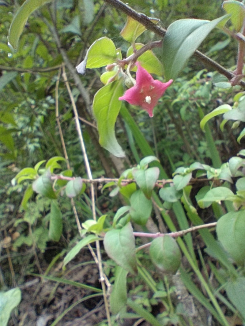 Fuchsia thymifolia subsp. thymifolia photo 3