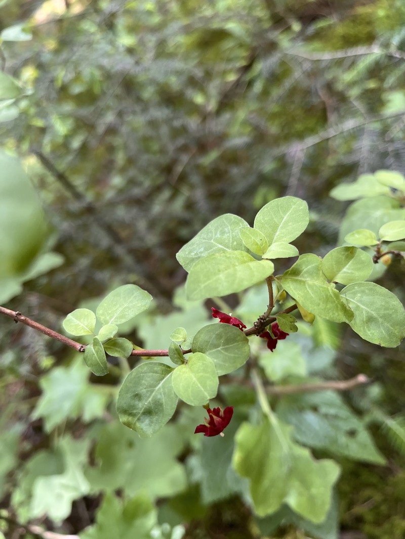 Fuchsia thymifolia subsp. thymifolia photo 4