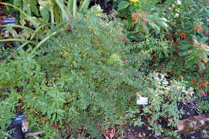 Volcan's Fuchsia