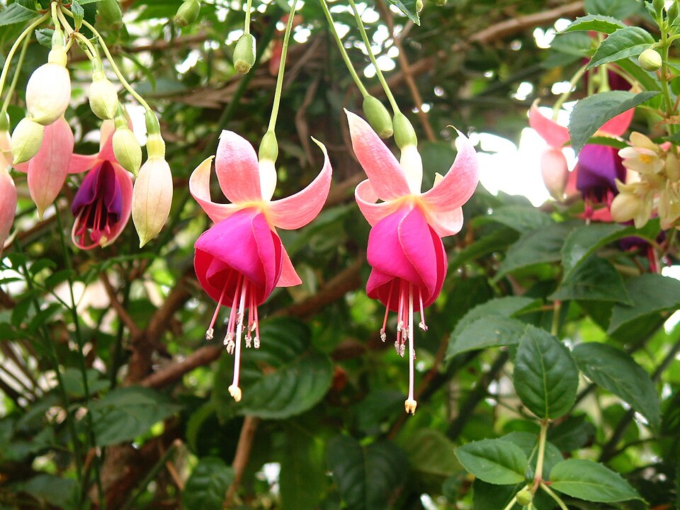 Hybrid Fuchsia