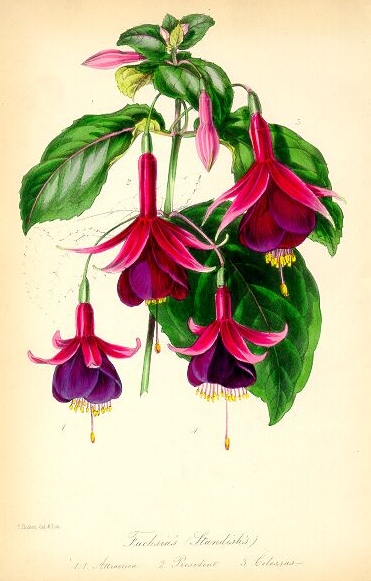hybrid fuchsia photo 4