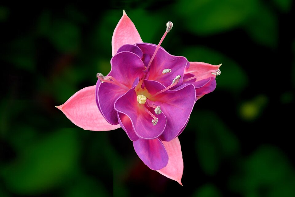hybrid fuchsia photo 5
