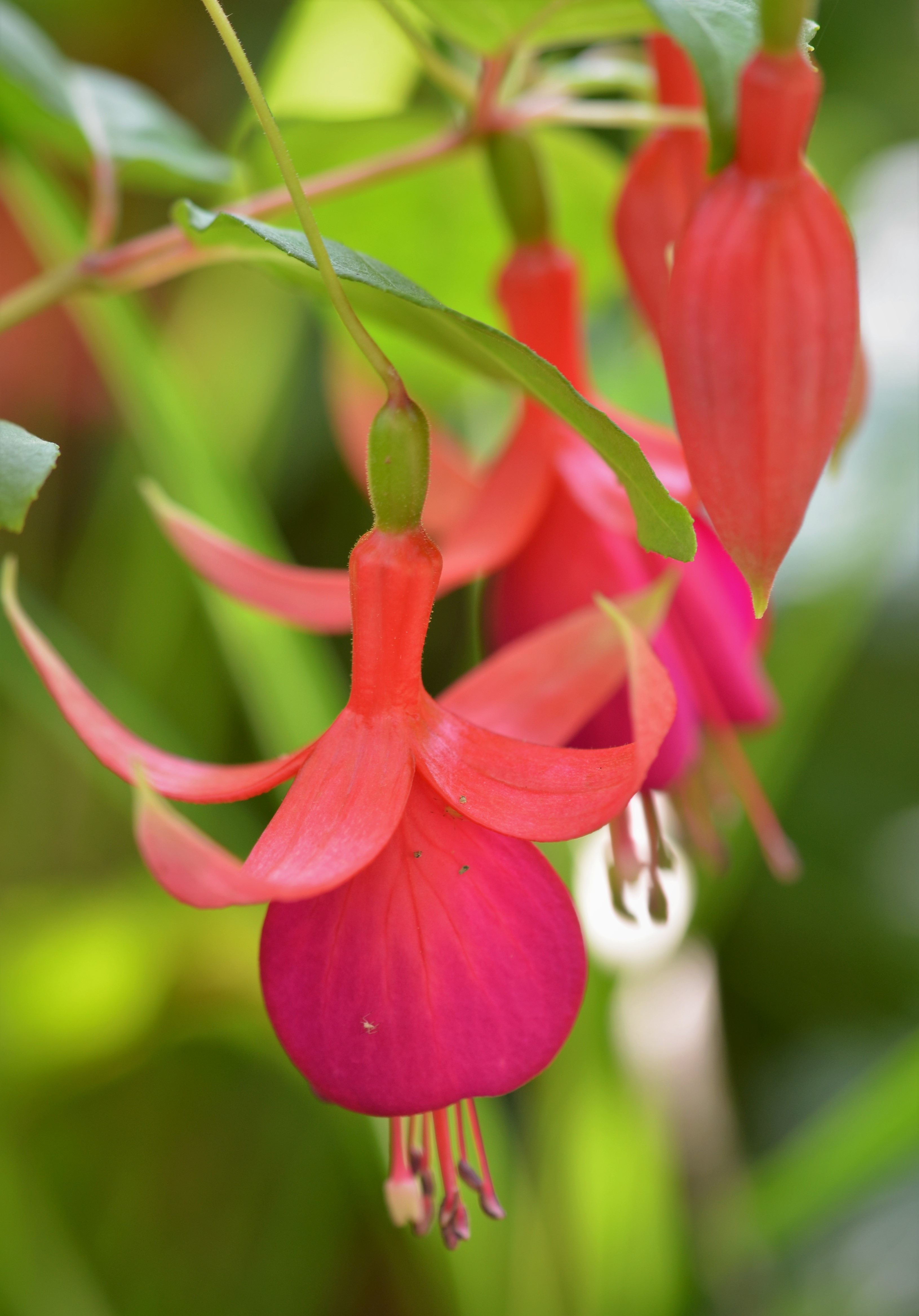 hybrid fuchsia photo 7