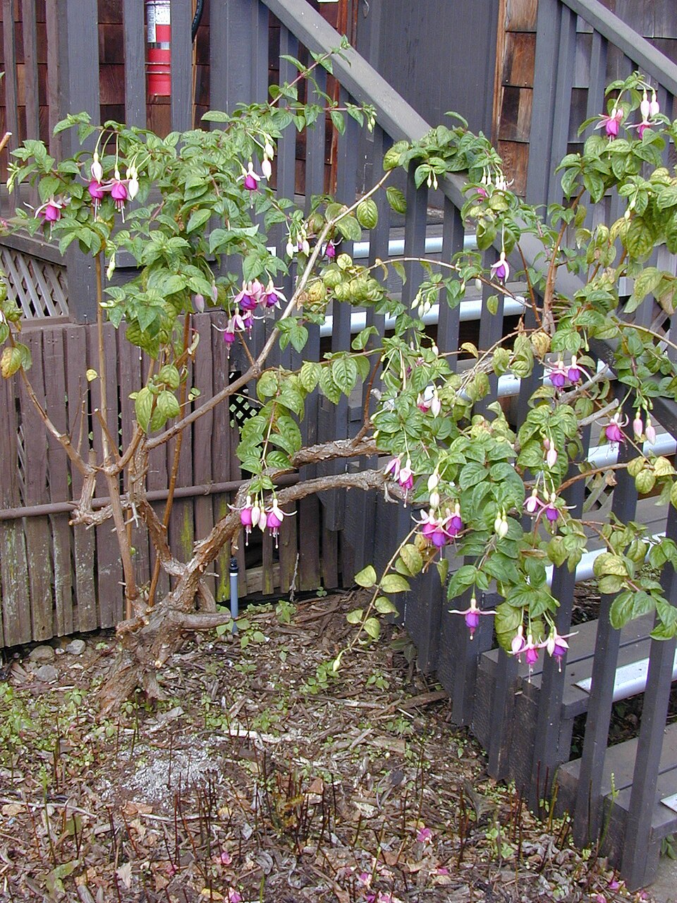 hybrid fuchsia photo 8