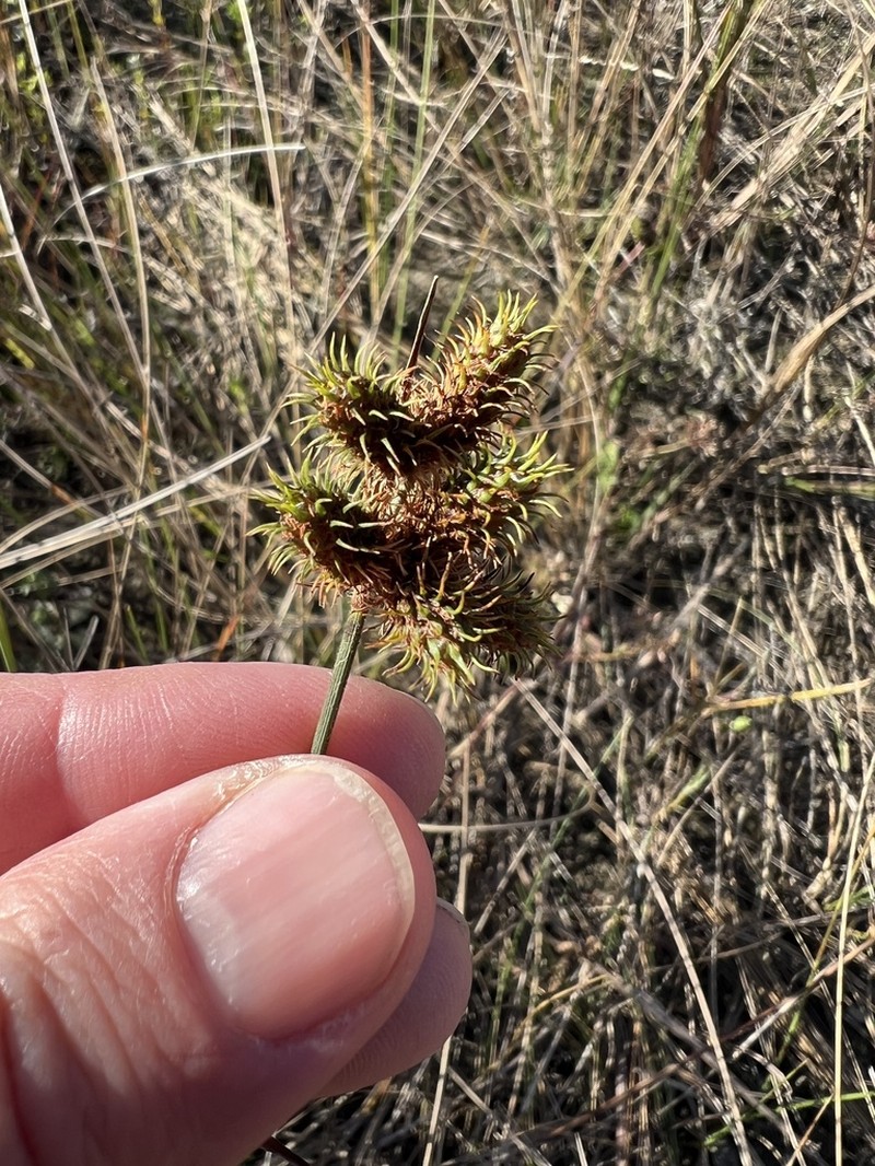 Saltmarsh Umbrella-Sedge