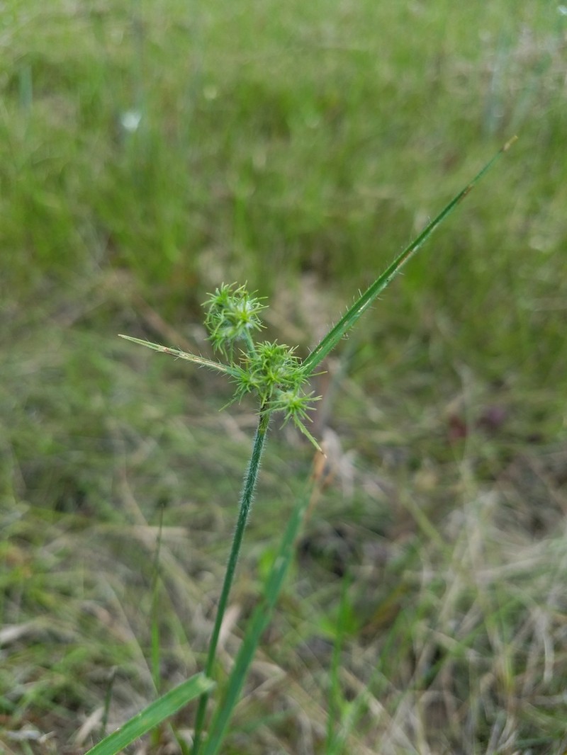 Saltmarsh Umbrella-Sedge photo 2