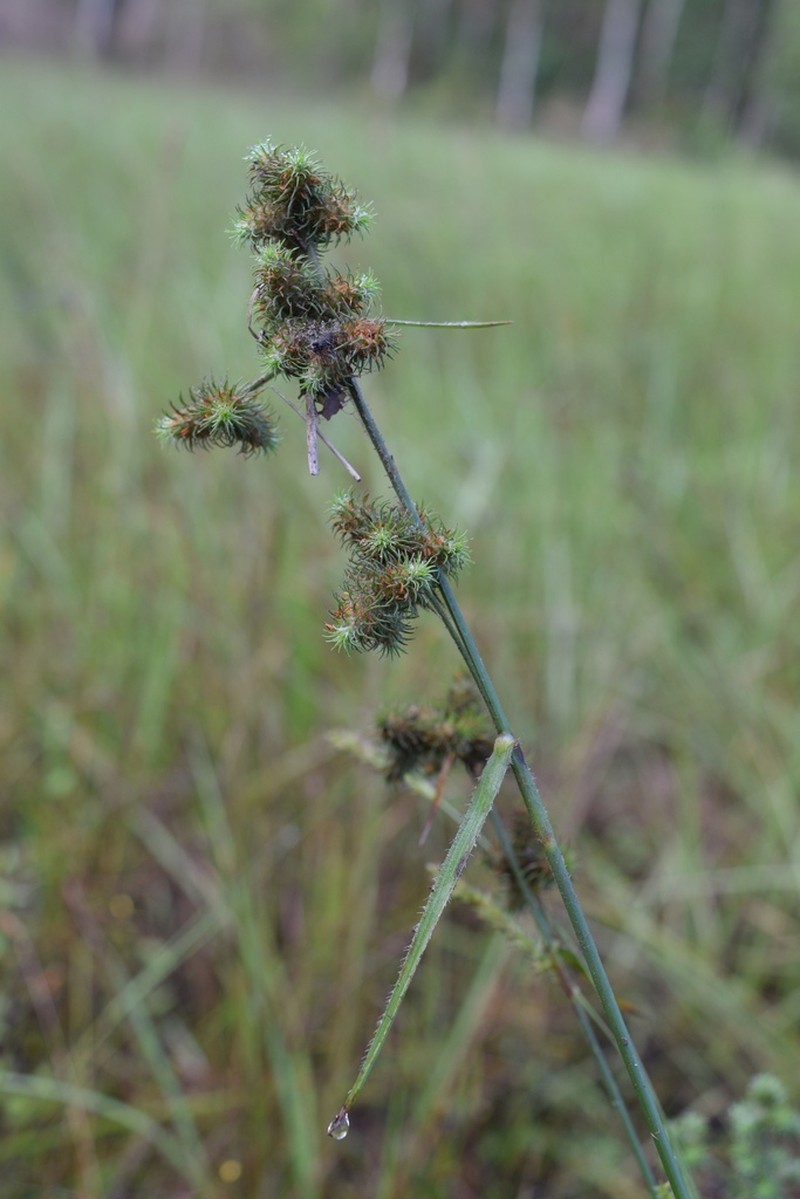 Saltmarsh Umbrella-Sedge photo 3
