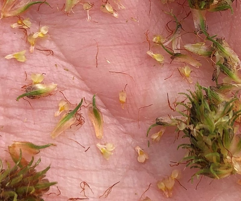 Saltmarsh Umbrella-Sedge photo 4