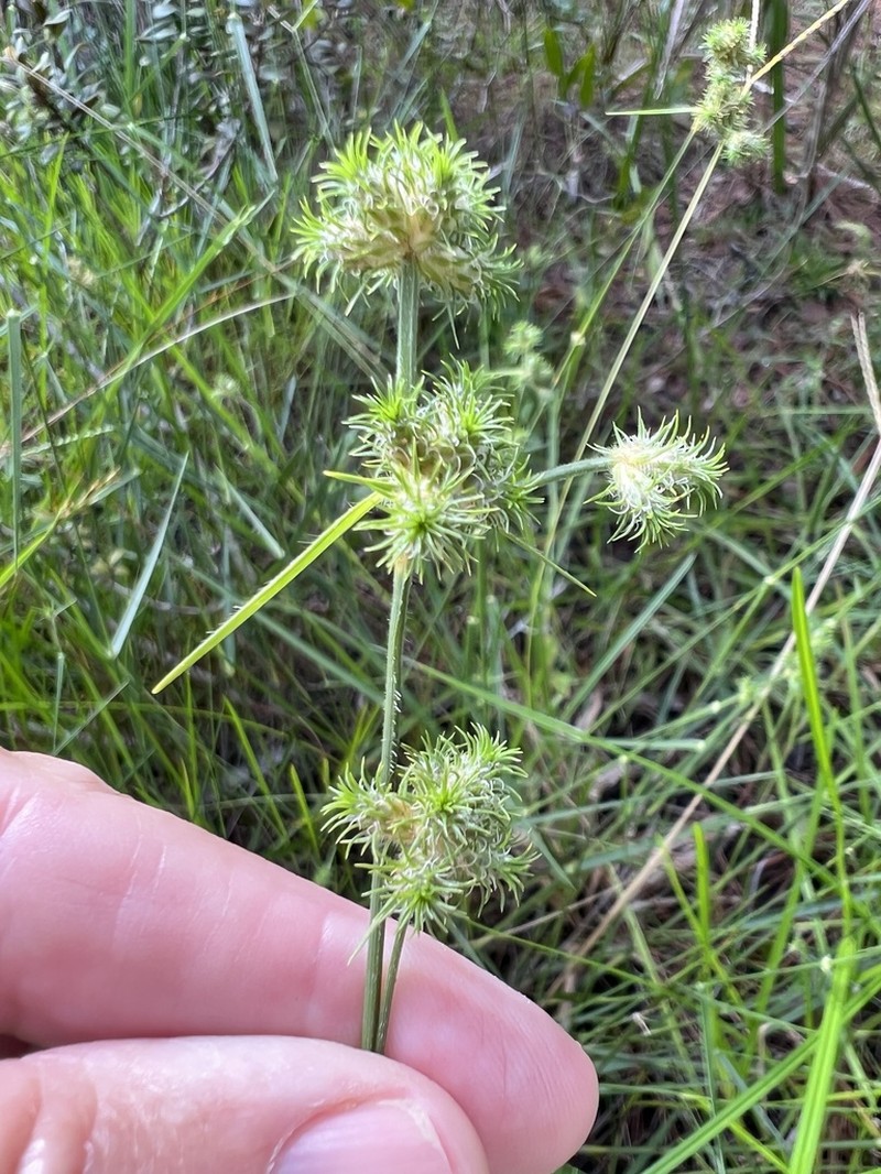 Saltmarsh Umbrella-Sedge photo 7