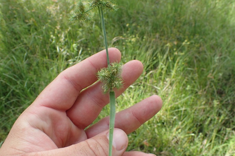Bush's Umbrella-Sedge