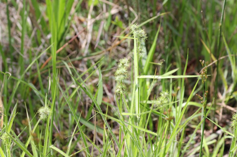 Bush's Umbrella-Sedge photo 2