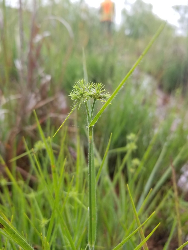 Bush's Umbrella-Sedge photo 3