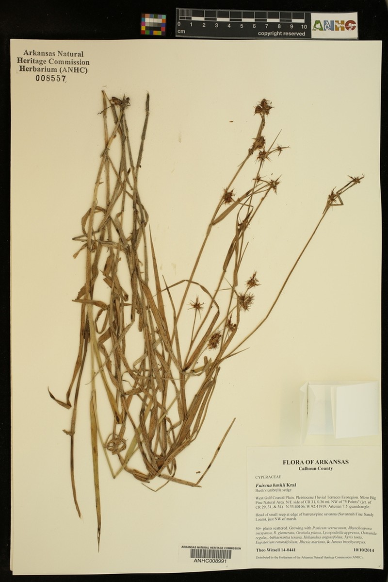 Bush's Umbrella-Sedge photo 4