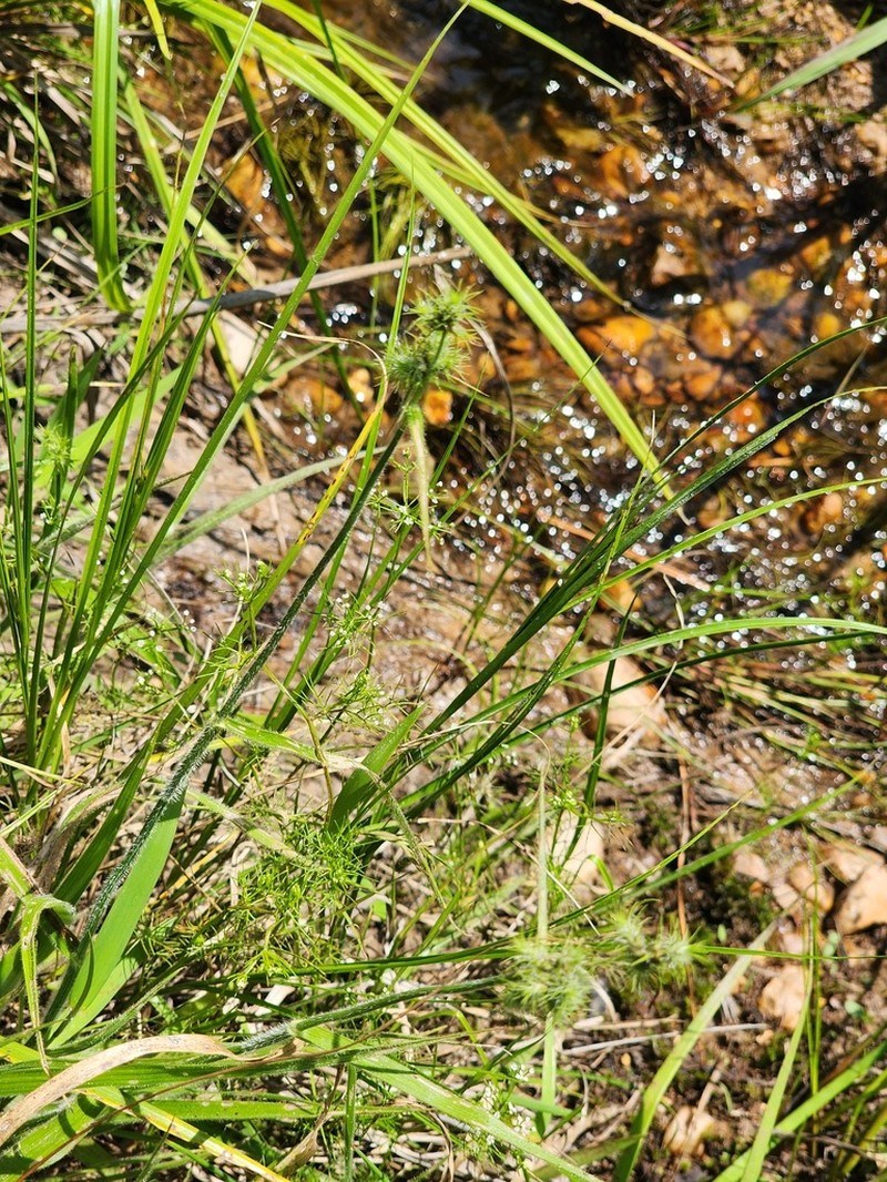 Bush's Umbrella-Sedge photo 5