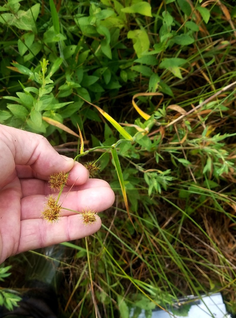 Bush's Umbrella-Sedge photo 6