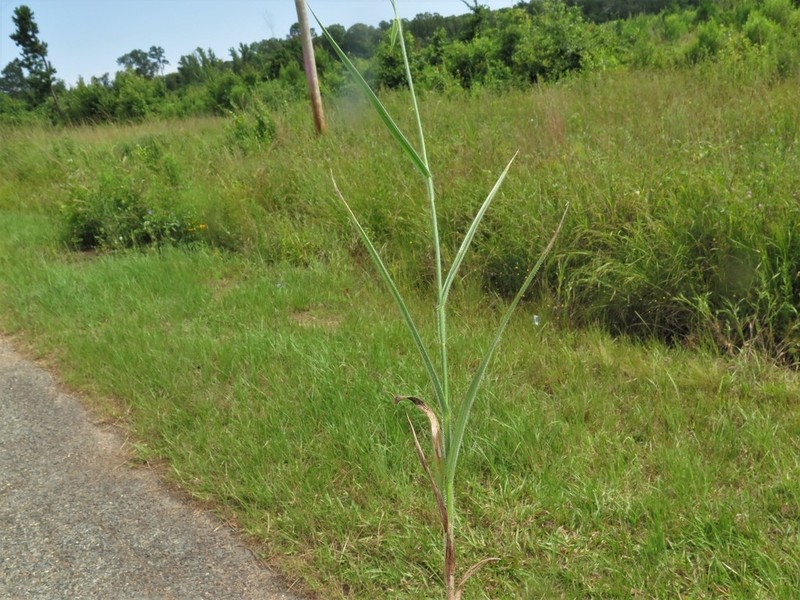 Bush's Umbrella-Sedge photo 7