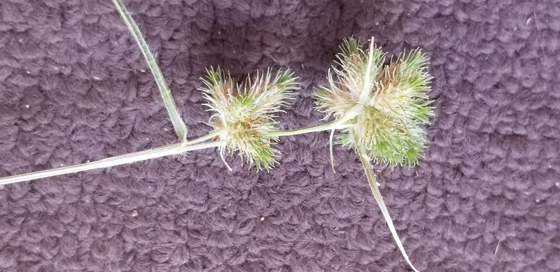 Bush's Umbrella-Sedge photo 8